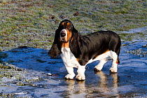 Basset Hound portrait on frost and ice.