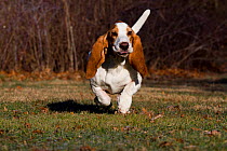 Basset Hound dog  portrait running, USA