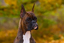 Boxer dog head portrait with cropped ears, USA