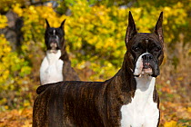 Boxer dogs with cropped ears,  against autumn colours, USA