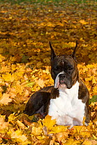 Boxer dog with cropped ears, lying in autumn leaves, USA