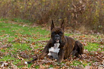 Boxer dog with cropped ears lying on leaves, USA