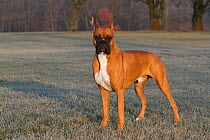 Boxer dog with cropped ears,  portrait on frosty grass, USA