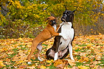 Male Boxer with 10-week Boxer puppy playing on autumn leaves, USA.