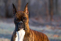 Boxer dog wtih cropped ears, portrait in frosty woodland, USA