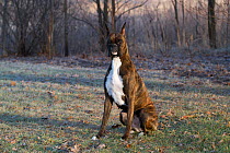 Boxer dog with cropped ears, portrait against frosty woodland, USA