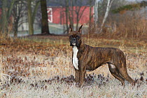 Boxer dog with cropped ears, portrait among frosty grass.