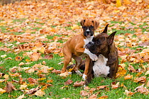 Female Boxer with 10-week Boxer puppy on autumn leaves, USA