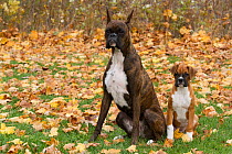 Boxer dog  adult and puppy sitting on autumn leaves, USA