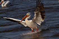 American White Pelican (Pelecanus erythrorynchos) in breeding plumage, Mississippi River, near East Moline, Illinois, USA, May.