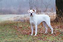 White Boxer dog portrait, against frosty landscape. USA