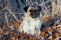 Adult female Pug dog on frosty oak leaves. USA