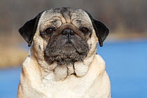 Adult female Pug dog head portrait. USA