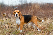 Beagle Hound, tri-color male, in field.