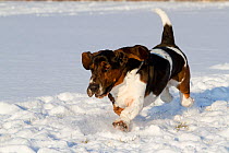Male Basset Hound running in snow.