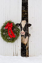 Holstein cow looking out from barn door in snowstorm. Green wreath and red ribbon. St. Charles, Illinois, USA