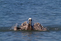 Eastern Brown Pelican (Pelecanus occidentalis carolinensis) bathing. Indian Rocks Beach, Florida, USA, January.