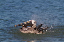 Eastern Brown Pelican (Pelecanus occidentalis carolinensis) bathing. Indian Rocks Beach, Florida, USA, January.