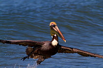 Eastern Brown Pelican (Pelecanus occidentalis carolinensis) taking off from water. Indian Rocks Beach, Florida, USA, January.