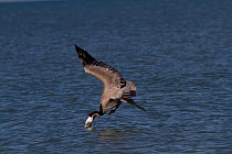 Eastern Brown Pelican (Pelecanus occidentalis carolinensis) in breeding plumage, diving for fish prey; note the closed nictating membrane over eye at the moment of impact. Indian Rocks Beach, Florida,...