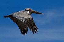 Eastern Brown Pelican (Pelecanus occidentalis carolinensis) in flight. Indian Rocks Beach, Florida, USA, January.