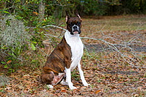 Brindle Boxer dog with cropped ears, sitting in oak leaves, USA