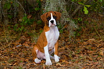 Boxer dog puppy portrait, USA