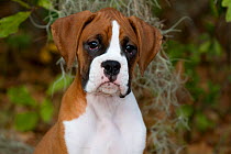 Boxer dog puppy portrait, Florida, USA