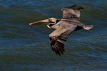 Eastern Brown Pelican (Pelecanus occidentalis carolinensis)in flight over water. Indian Rocks Beach, Florida, USA.