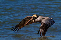 Eastern Brown Pelican (Pelecanus occidentalis carolinensis) in flight over water. Indian Rocks Beach, Florida, USA.