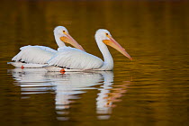 American White Pelicans (Pelecanus erythrorhynchos) in winter plumage on water. Manatee County, Florida, USA, January.