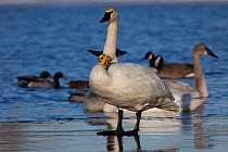 Trumpeter Swan (Cygnus buccinator) with neck band, on ice shelf along St. Croix River. Wisconsin, USA, February.