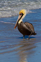 Eastern Brown Pelican (Pelecanus occidentalis carolinensis) on beach. Gulf of Mexico, Indian Rocks Beach, Florida, USA, January.
