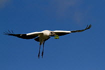 Wood Stork (Mycteria americana) in flight with nesting material. St. John's County, Florida, USA, March.