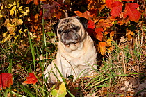 Pug dog sitting in autumn leaves, USA