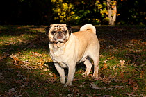 Pug dog standing in patch of sunlight, USA