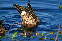 Blue-Winged Teal (Anas discors) drake, dipping for food in pond. Lakeland, Florida, USA, January.