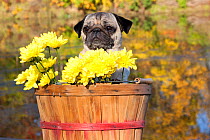 Female Pug dog in an  basket with chrysanthemums, USA.