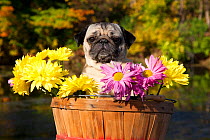 Female Pug dog in  basket with chrysanthemums. USA