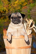 Female Pug in an  basket with Indian corn. USA