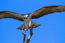Osprey (Pandion haliaetus) in flight, about to land on branch. Dunedin, Florida Gulf Coast, USA, March.