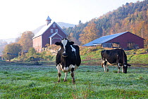 Holstein Cows in front of historic dairy barn and cupola on at Liberty Hill Farm, Rochester, Vermont, USA, October.