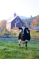 Holstein Cow in front of historic dairy barn and cupola on at Liberty Hill Farm, Rochester, Vermont, USA, October.