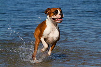 Young Boxer dog running through water. USA