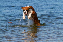 Young Boxer leaping through water. USA