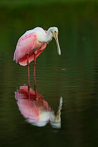 Roseate Spoonbill (Platalea ajaja), young adult standing in shallow water. Sarasota County, Florida, USA, March.
