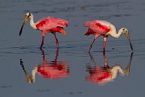 Two Roseate Spoonbills (Platalea ajaja), in breeding plumage reflected in shallow water. Sarasota County, Florida, USA, March.