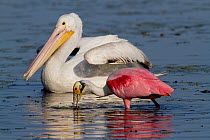 Roseate Spoonbill (Platalea ajaja), adult in breeding plumage, foraging in shallow freshwater lake with an American White Pelican (Pelecanus erythrorhynchos). Sarasota County, Florida, USA, March.