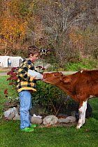 Boy bottle-feeding a red and white Holstein calf  at Liberty Hill Farm, Rochester, Vermont, USA, October. Model released.