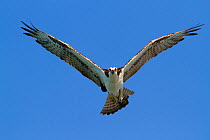 Osprey (Pandion haliaetus) in flight. Pinellas County, Florida, USA, January.